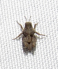 Paratettix mexicanus