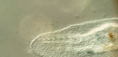 Peritromus tetramacronucleatus
