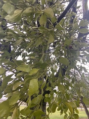 Phoradendron macrophyllum