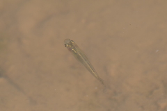 Cyprinodontoidei