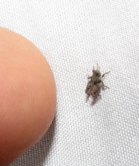 Paratettix mexicanus