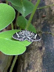 Trichodezia californiata