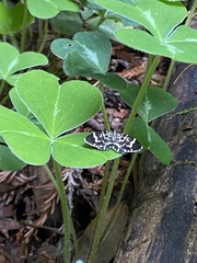 Trichodezia californiata