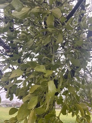 Phoradendron macrophyllum