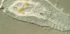 Peritromus tetramacronucleatus