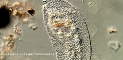 Peritromus tetramacronucleatus
