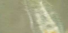 Peritromus tetramacronucleatus