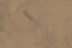 Cyprinodontoidei