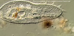 Peritromus tetramacronucleatus