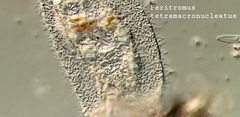 Peritromus tetramacronucleatus