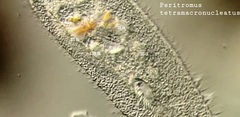 Peritromus tetramacronucleatus