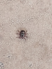 Dermacentor andersoni