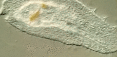 Peritromus tetramacronucleatus