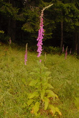 Digitalis purpurea purpurea