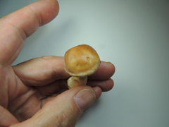 Hebeloma incarnatulum