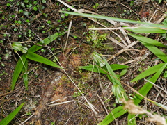 Pterostylis patens