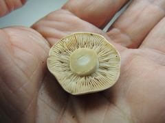 Hebeloma incarnatulum