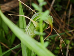 Pterostylis patens