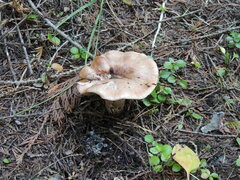 Gomphidius maculatus