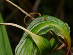Pterostylis patens