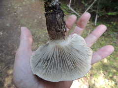 Gomphidius maculatus