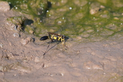 Sceliphron asiaticum