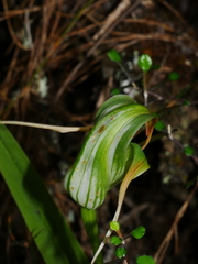 Pterostylis patens
