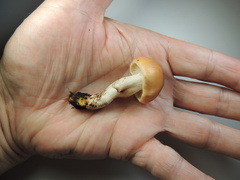 Gomphidius maculatus