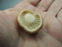 Gomphidius maculatus