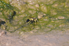Sceliphron asiaticum