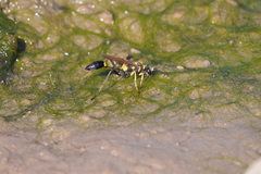 Sceliphron asiaticum