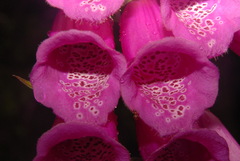 Digitalis purpurea purpurea