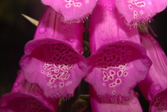 Digitalis purpurea purpurea