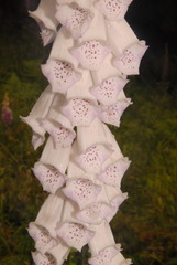 Digitalis purpurea purpurea