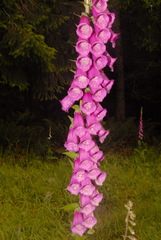 Digitalis purpurea purpurea