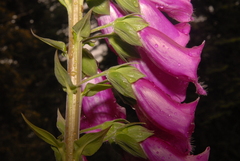 Digitalis purpurea purpurea