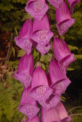 Digitalis purpurea purpurea