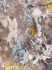 Punctelia perreticulata