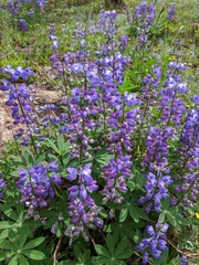 Lupinus arcticus