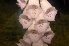 Digitalis purpurea purpurea