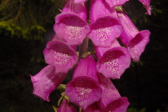 Digitalis purpurea purpurea