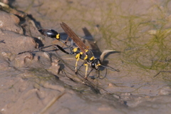 Sceliphron asiaticum