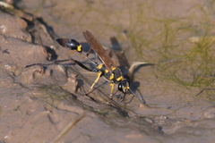 Sceliphron asiaticum