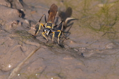 Sceliphron asiaticum