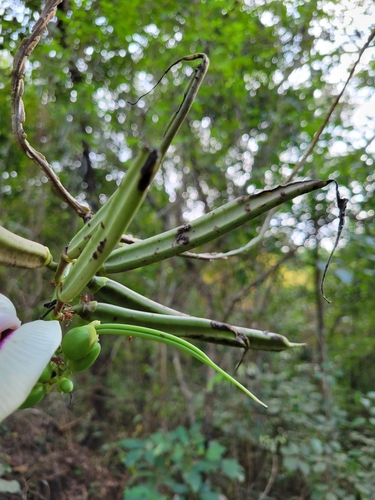 Image of Centrosema plumieri by (c) Jake Rehage, some rights reserved (CC BY)