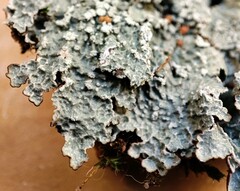 Punctelia perreticulata