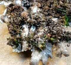 Punctelia perreticulata