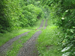 Vulpes vulpes japonica