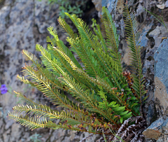 Polystichum imbricans imbricans