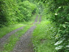 Vulpes vulpes japonica